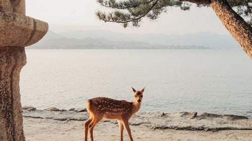 The Peace Memorial to Miyajima : Icons of Peace and Beauty