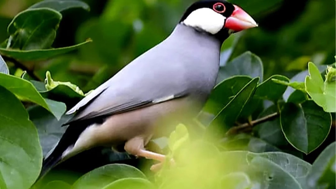 Java sparrow perched among green leaves at Penang Bird Park.