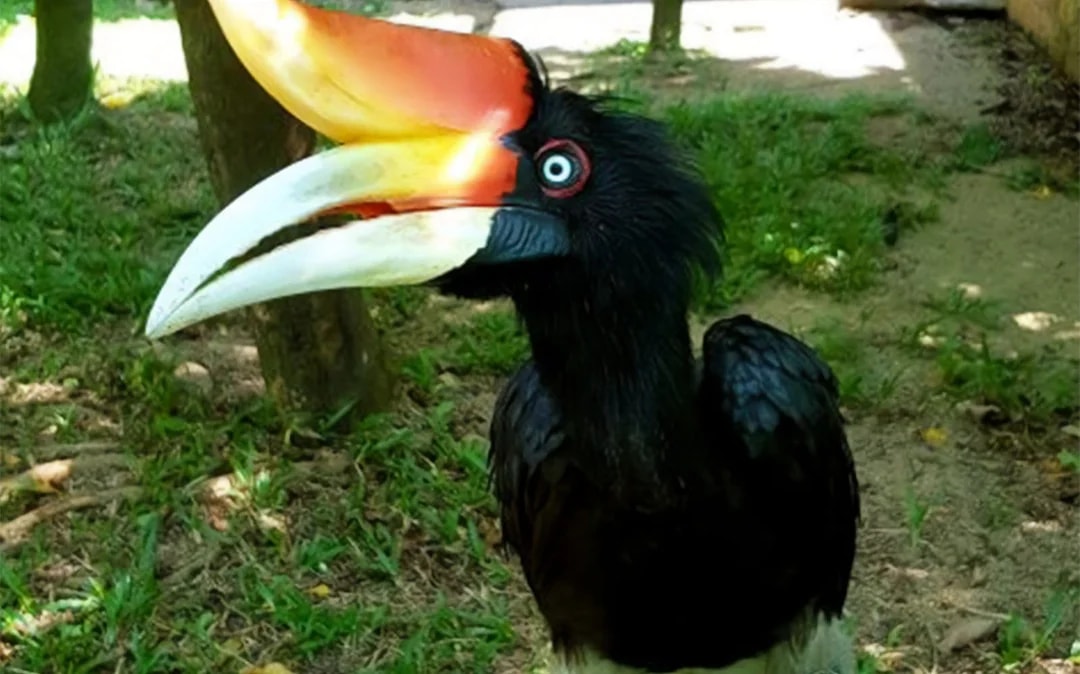 Penang Bird Park Ticket Image 2