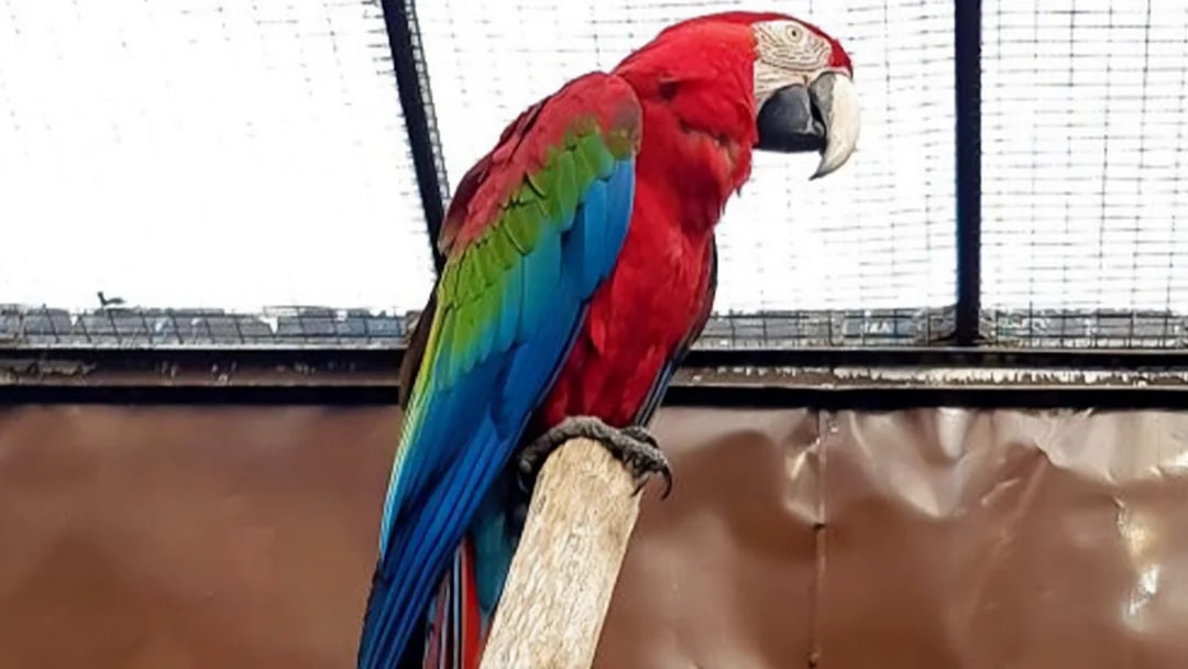 Colorful parrot perched at Penang Bird Park.
