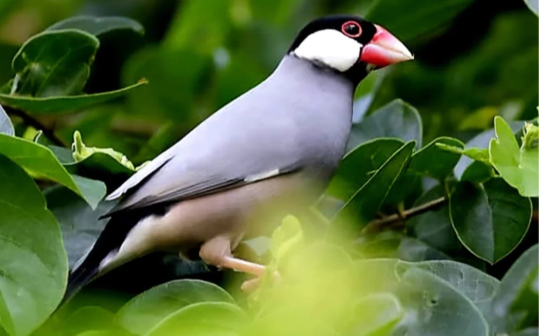 Penang Bird Park Ticket Image 3