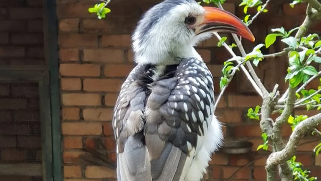Hornbill perched on a branch at Penang Bird Park.