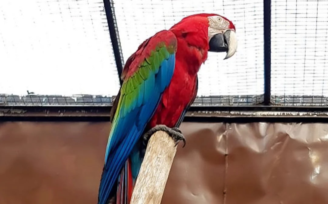 Penang Bird Park Ticket Image 4