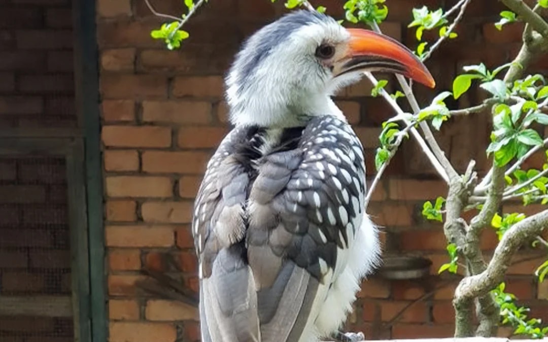 Penang Bird Park Ticket Image 5