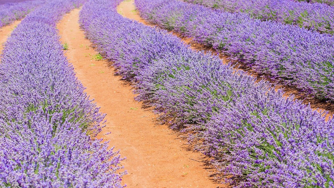 Lavender fields in full bloom on the 1-Day Guided Pinnacles Lobster Lavender Tour from Perth.