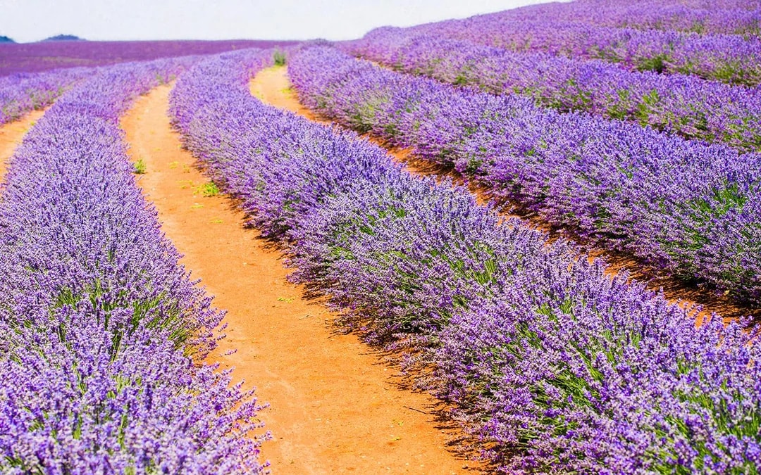 Pinnacles, Lobster Shack, & Lavender Farm Tour with Round-Trip Transfers Image 1