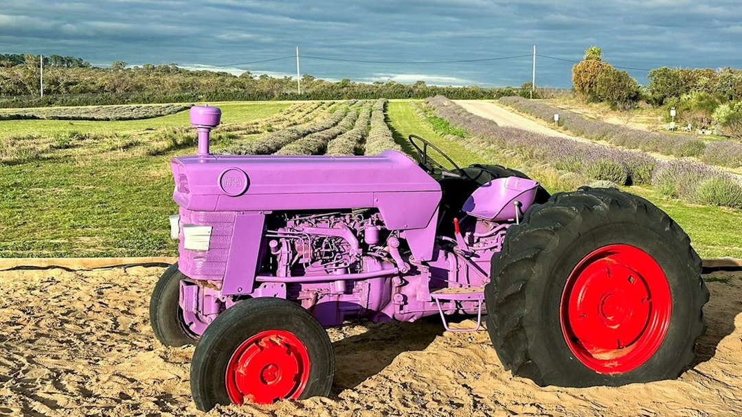 Purple tractor in a lavender field on the Pinnacles Lobster Lavender Tour from Perth.