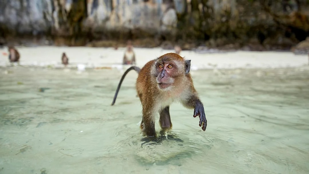 Monkey wading in shallow water on Monkey Beach, Phi Phi Islands.