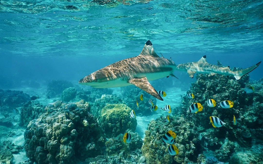 From Phi Phi: Maya Bay Longtail Boat Tour with Snorkeling Image 9