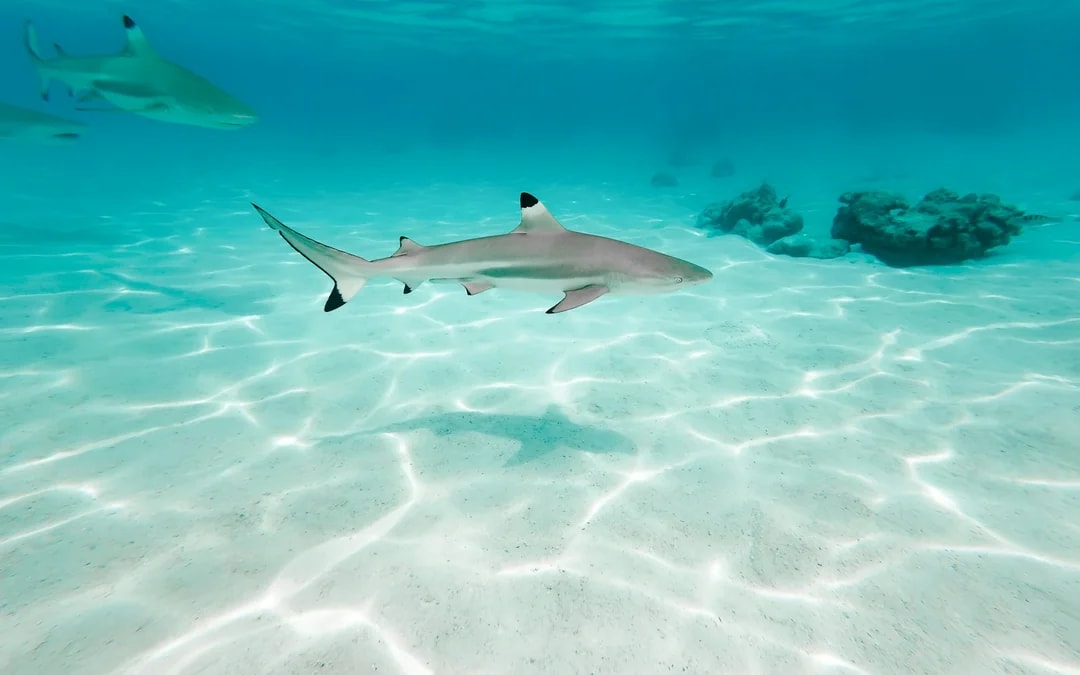 Phi Phi Private Longtail: Maya Bay, Pileh Lagoon & Snorkel Image 9