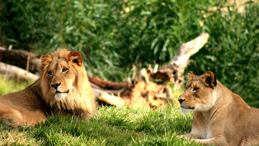 Lions resting in the grass at Philadelphia Zoo.