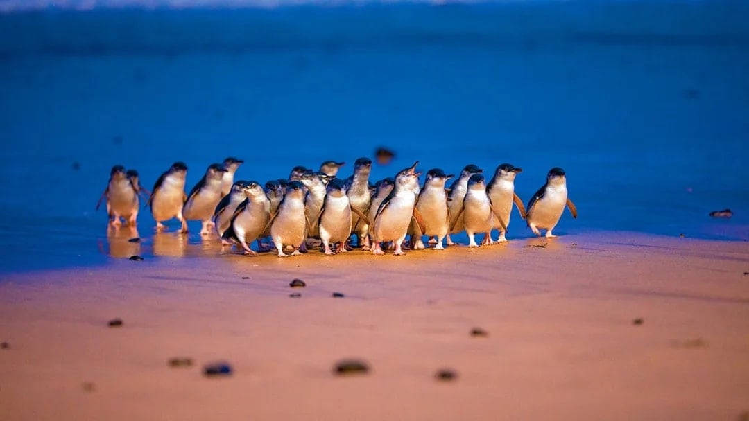 Penguins walking on the beach at dusk during the Penguin Parade, Phillip Island.