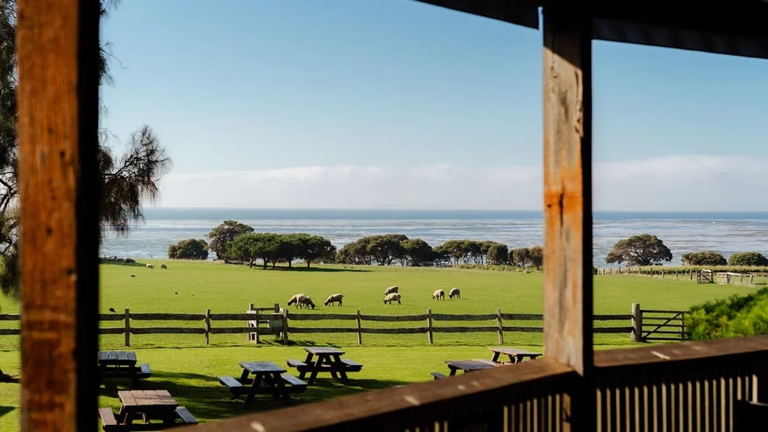 Sheep grazing in a field at Churchill Island farm with ocean view in the background.