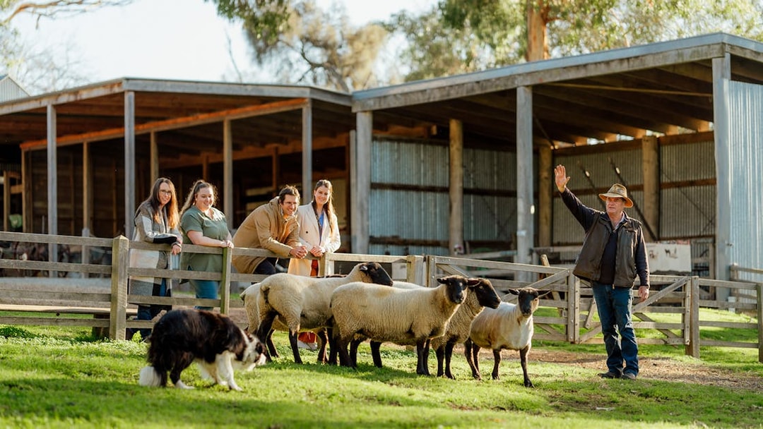 Visitors observing sheep and a dog at Churchill Island farm.