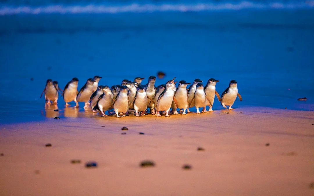 Phillip Island 3 Parks Pass: Penguin Parade, Koala Conservation Reserve & Churchill Island Image 1