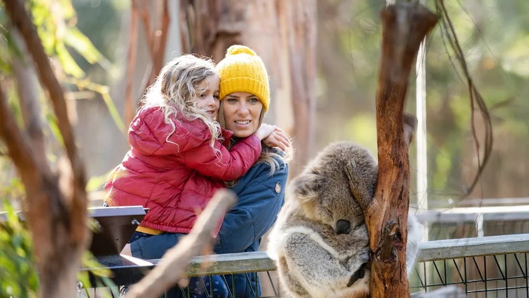 Visitors observing a koala at a conservation reserve.