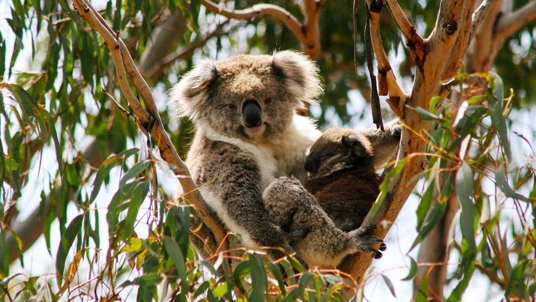 Koalas resting in a tree at the Conservation Reserve, Phillip Island Nature Parks.