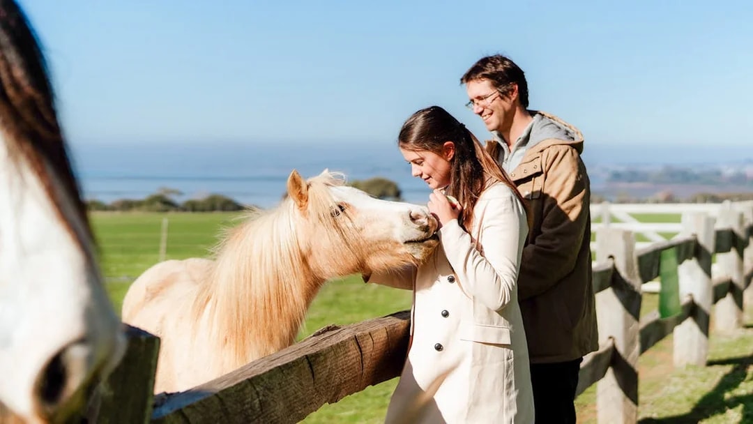 Visitors interacting with a horse at Churchill Island farm.