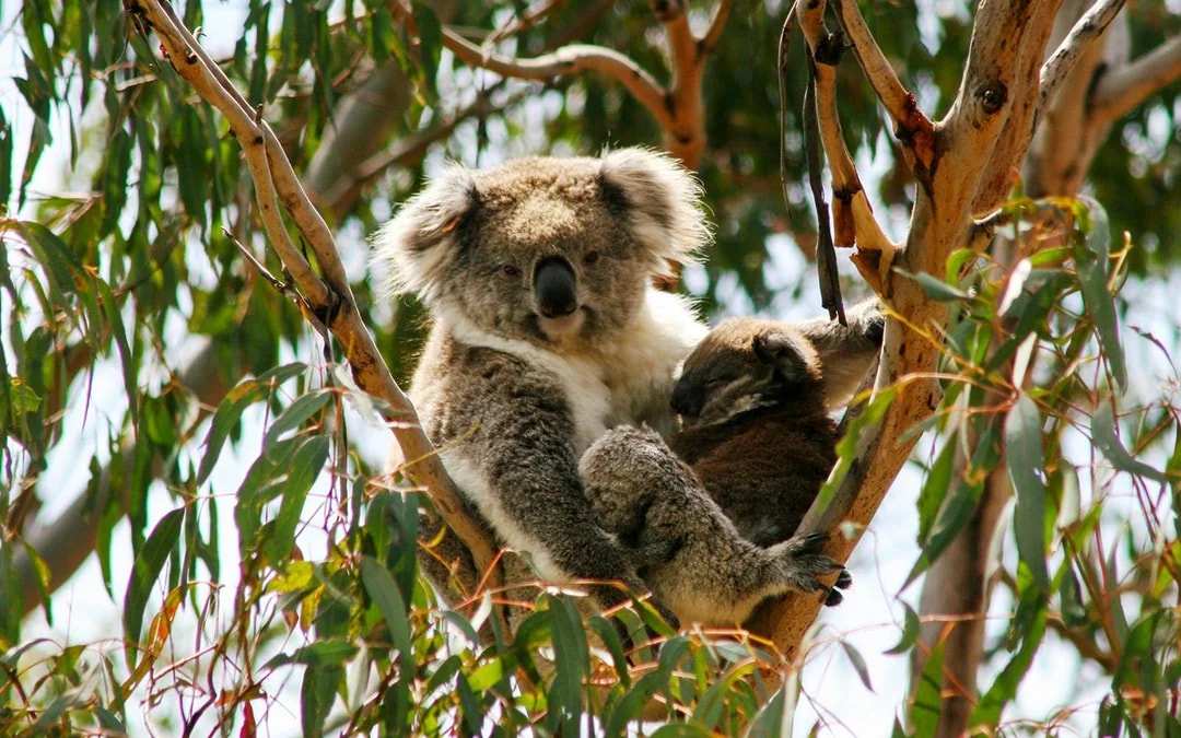 Phillip Island 3 Parks Pass: Penguin Parade, Koala Conservation Reserve & Churchill Island Image 4