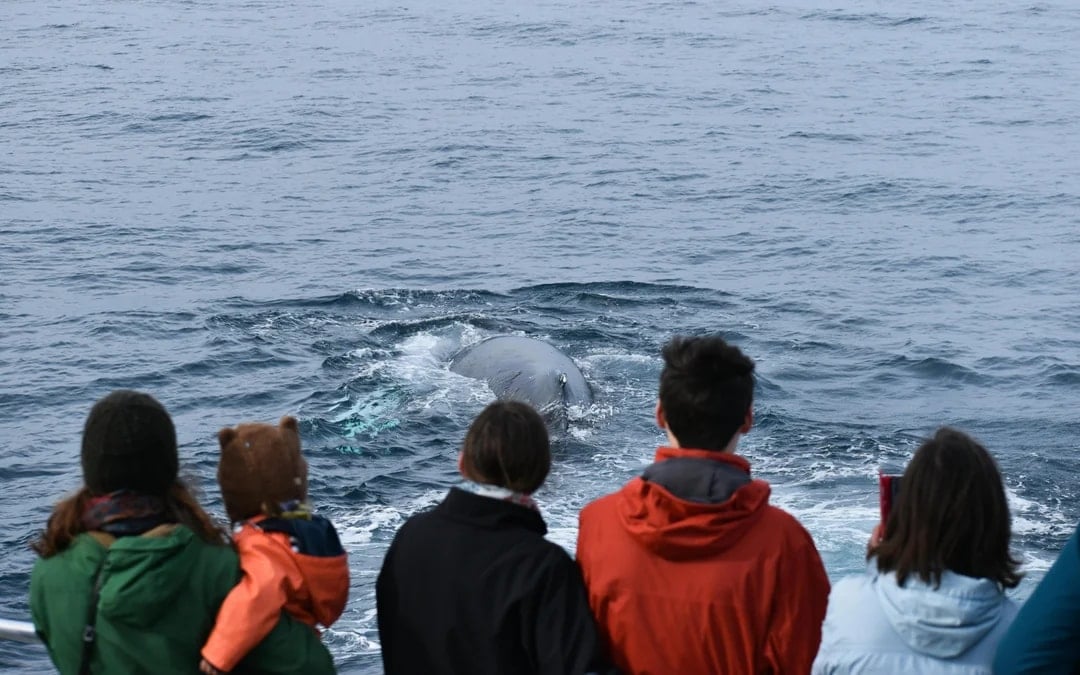 Phillip Island Dolphin & Whale Cruise