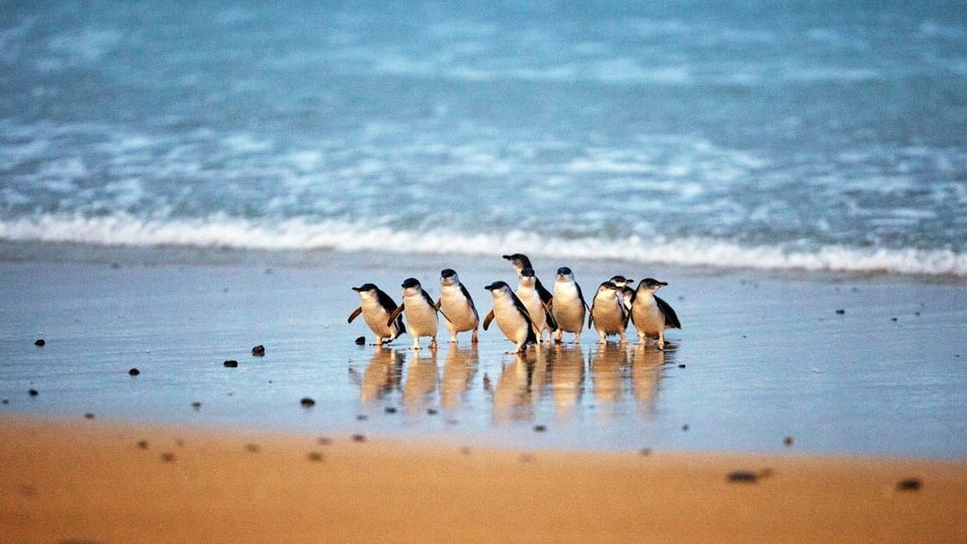 Penguins walking on the beach at Phillip Island Nature Parks, Australia.