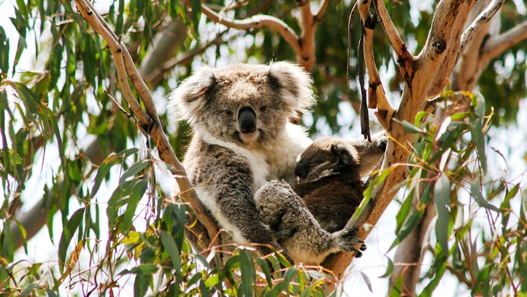 Koala resting in a tree at Koala Conservation Reserve, Phillip Island.