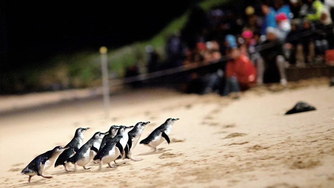 Penguins walking on the beach at Phillip Island Nature Parks Penguin Parade.
