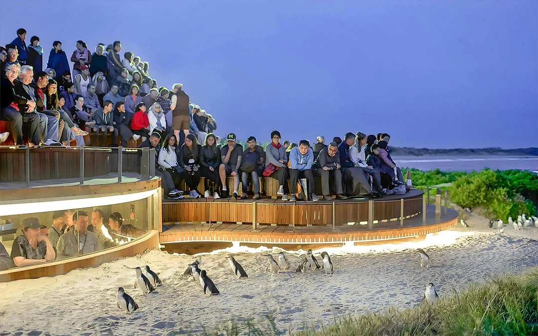Phillip Island Nature Parks Penguin Parade Tickets Image 6