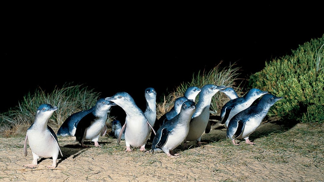 Penguins walking on sand at night, Phillip Island Nature Parks.
