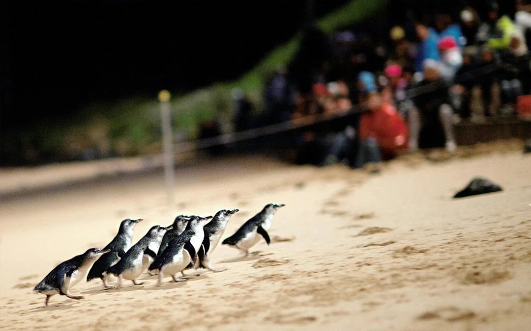 Phillip Island Nature Parks Penguin Parade Tickets Image 8