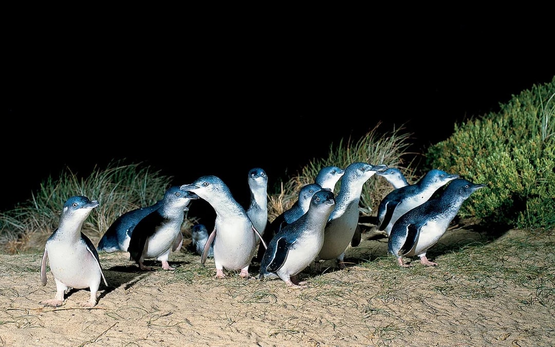 Phillip Island Nature Parks Penguin Parade Tickets Image 9