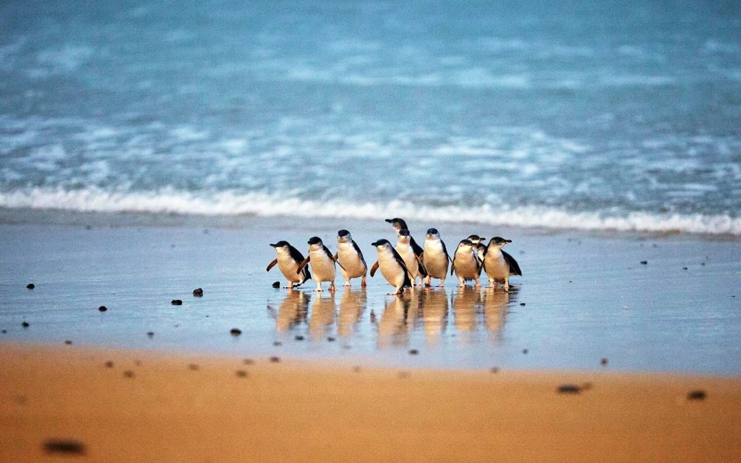 Phillip Island Nature Parks Penguin Parade Tickets Image 1
