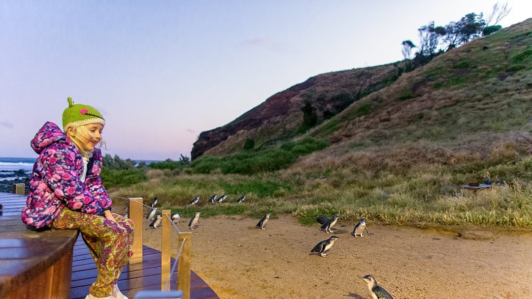 Child observing penguins at Phillip Island Nature Parks.