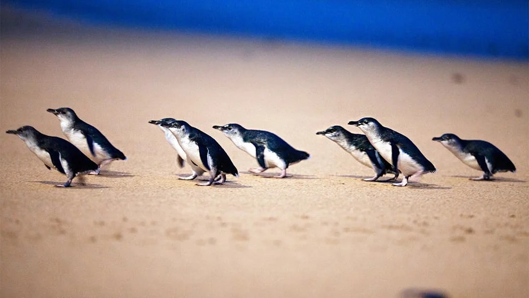 Penguins walking on the shore at Phillip Island Nature Parks Penguin Parade.