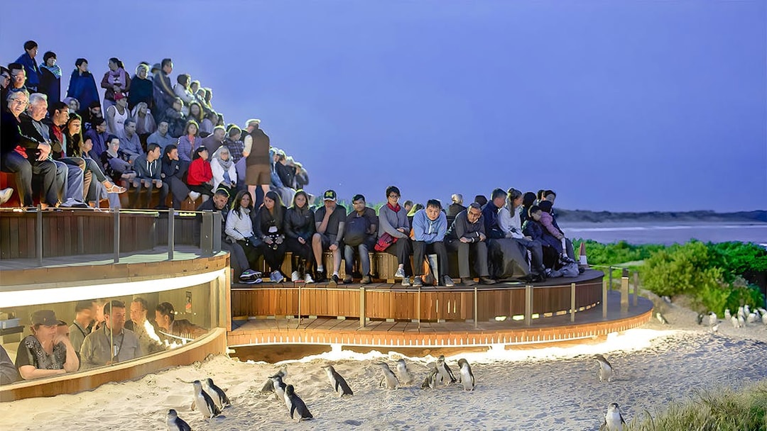Visitors watching penguins at Phillip Island Nature Parks.
