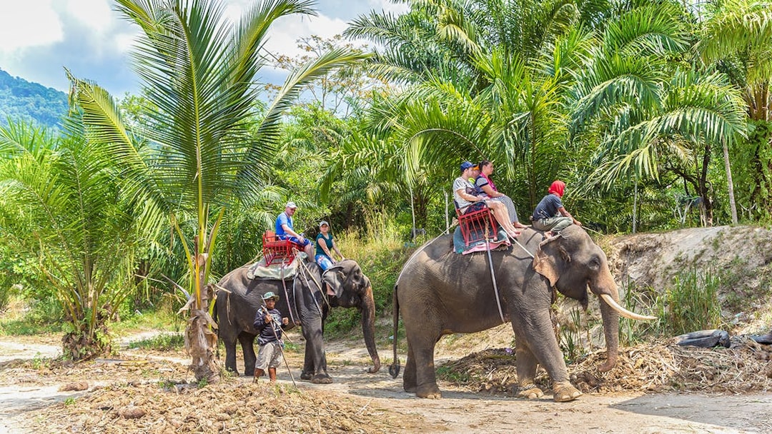 Tourists riding elephants through lush greenery in Thailand.