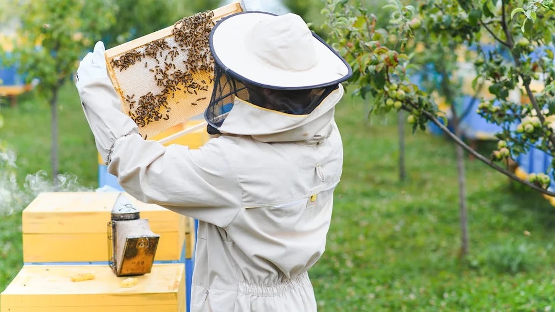 Beekeeper inspecting honeycomb frame at a honey farm in Phuket.