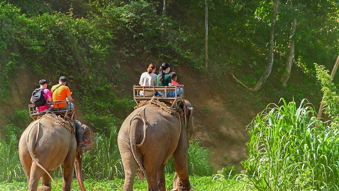 Elephant ride through lush greenery in Phuket during a full-day adventure tour.