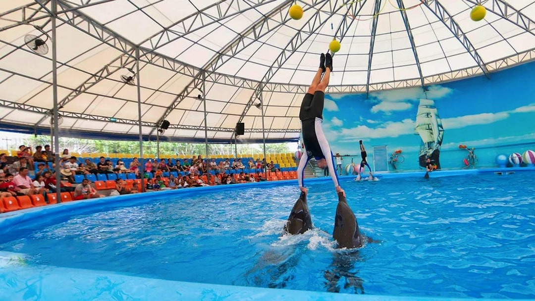 Trainer performing with dolphins at Phuket Dolphin Show.