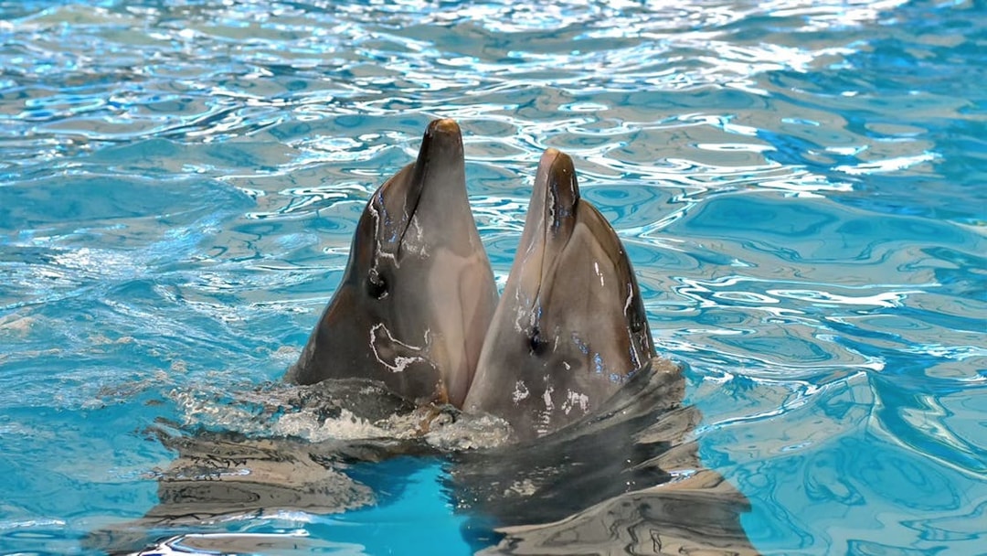 Dolphins performing at Phuket Dolphin Show in Thailand.