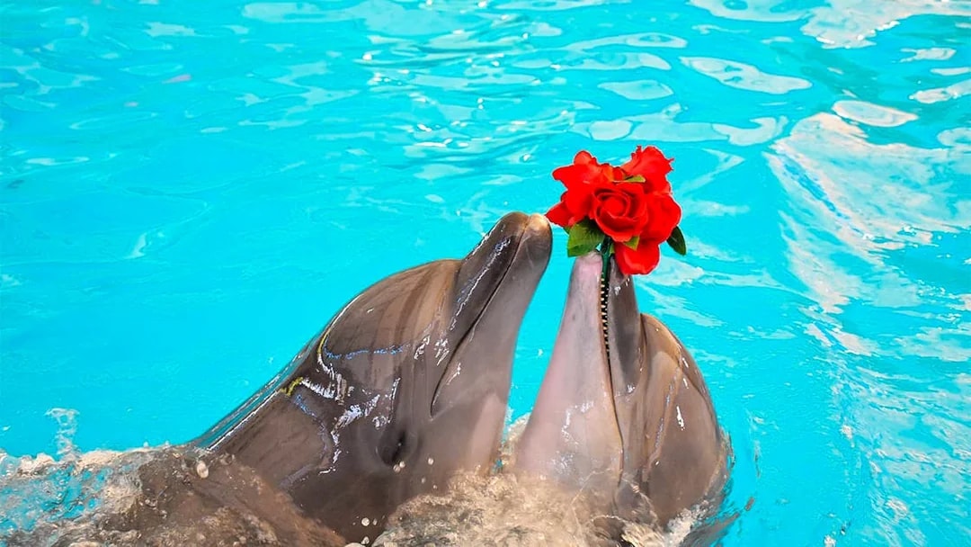 Dolphins holding red roses in their mouths at Phuket Dolphin Show.
