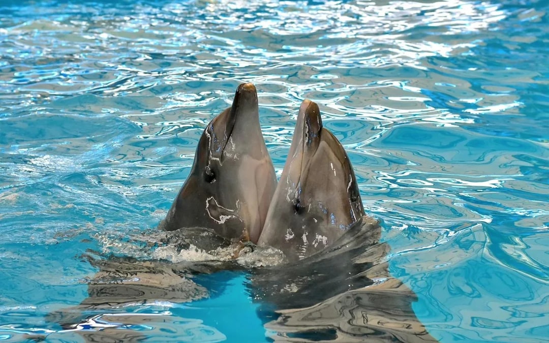 Phuket Dolphin Show Tickets: Foreigners Image 7