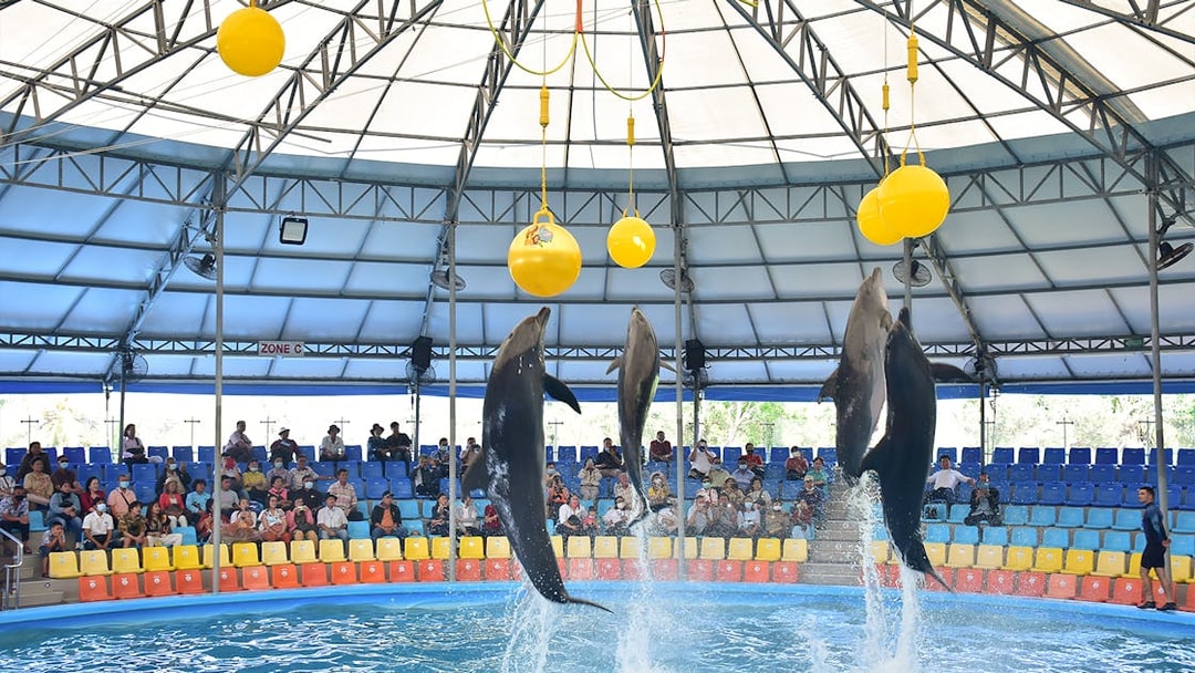 Dolphins performing tricks at Phuket Dolphin Show in an indoor arena.