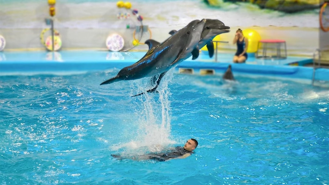 Dolphins performing a jump over a trainer in a pool at Phuket Dolphin Show.