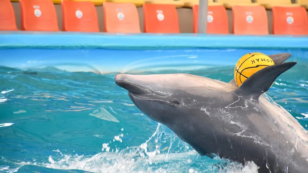 Dolphin playing with a ball at Phuket Dolphin Show, Thailand.