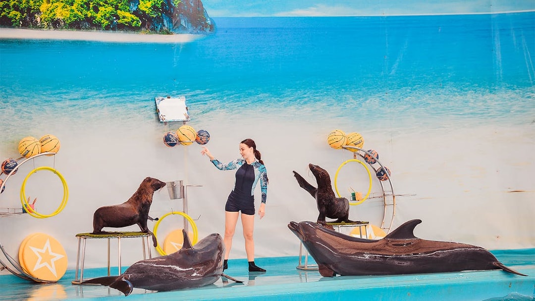 Trainer interacting with dolphins and sea lions at Phuket Dolphin Show.