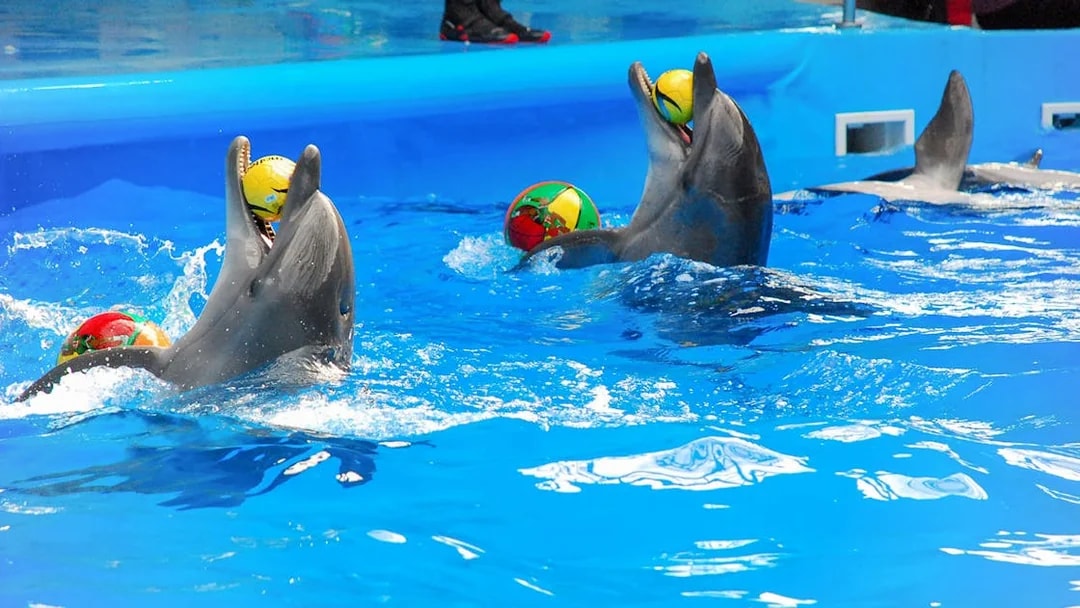 Dolphins performing with colorful balls at a show in Phuket.