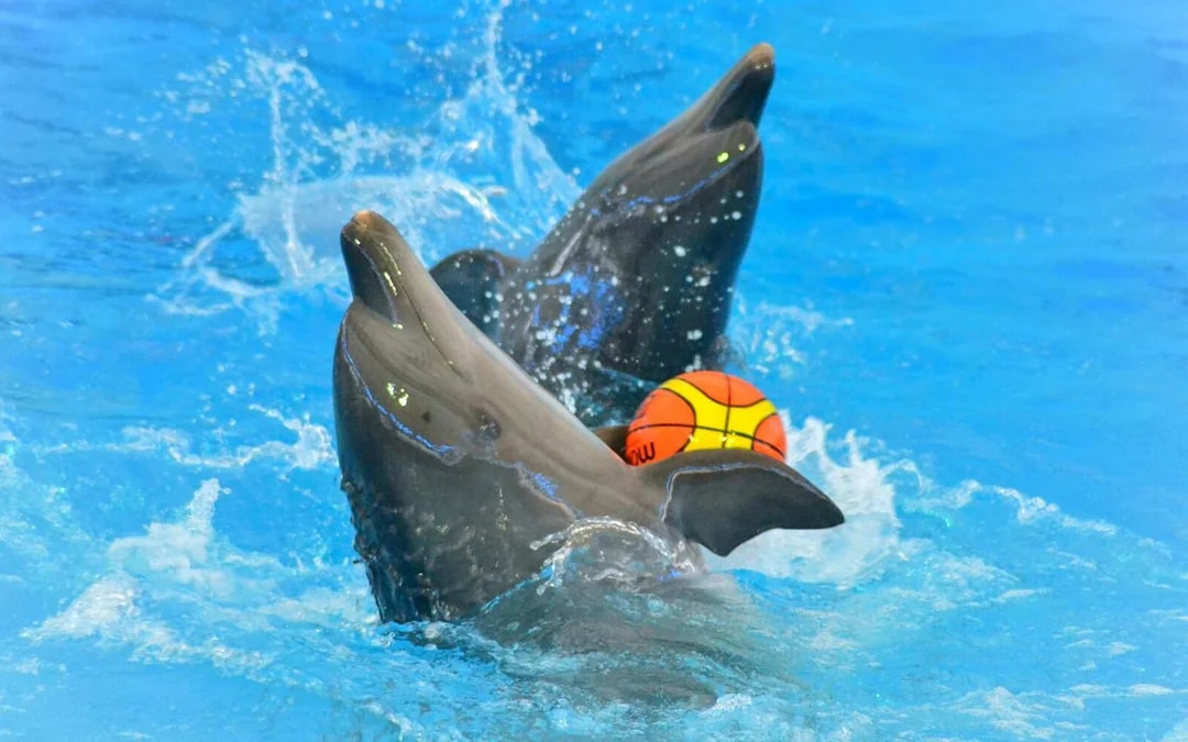 Phuket Dolphin Show Tickets: Thai Residents Image 1