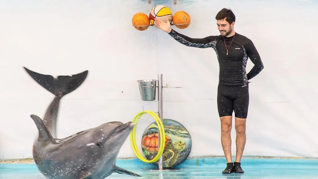 Trainer interacting with dolphin during a performance.