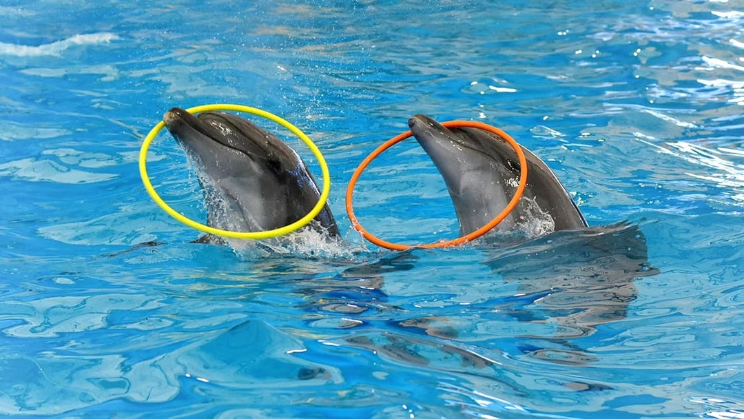 Dolphins performing with hoops at a show in Phuket.